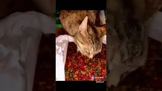 КОТ как ЭКСКАВАТОР