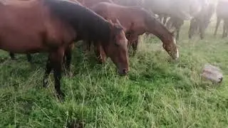 лошади на воле. круглосуточный выпас