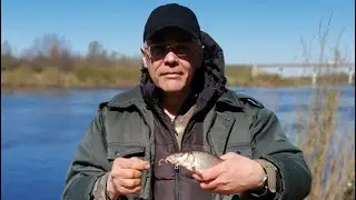 Ловля сырти на р. Луга весной 2024 г.