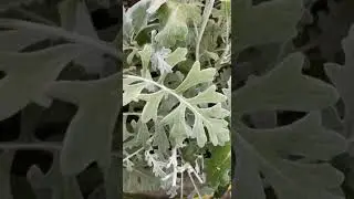 Бордюр из цинерарии #сад #garden #цинерария #дача #бордюр