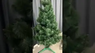 сосна зеленая