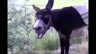 mc yunus can ayazhan 2014 EŞEK Klibiyle Diss Arsız Bela Efecan Serzenish