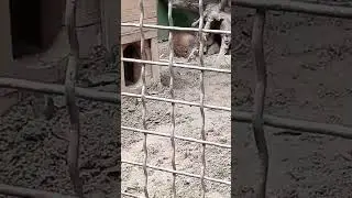 лиса 🦊 спит #рекомендации