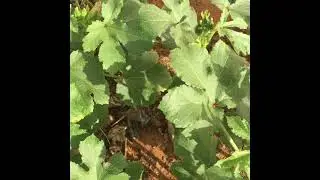 Vegetable Garden In The Middle Of The Dessert #vegetablegarden #Shorts