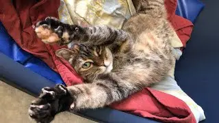 Paralysed, three legged rescue cat