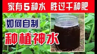 家有5种水，胜过千种肥 | 自制殺蟲劑大全，害虫全杀死，有机无毒 DIY pesticide