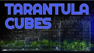 Is this the MOST Versatile Tarantula Enclosure? | The Tarantula Cube