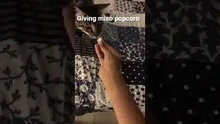 Miso likes popcorn #shorts