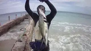 Early Morning | Barracuda Hunting - spearfishing with Odane