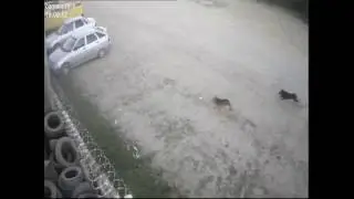 Вот ведь сучка! Скрылась с места ДТП!!!