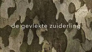 De gevlekte zuiderling