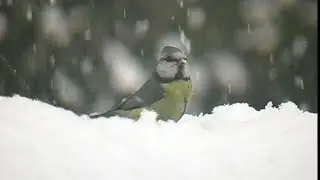 Piccole ali sotto la neve
