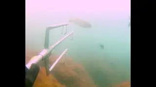 Подводная охота на лобана, кефаль. VLANIK 70. Трезуб. SPEARFISHING IN BLACK SEA 2021