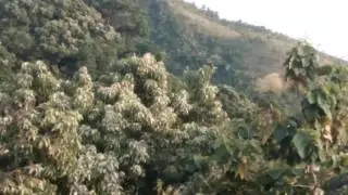 Burung bikin kaget di hutan
