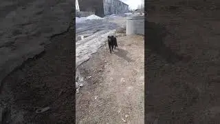Встретил пёсика ❤️ 