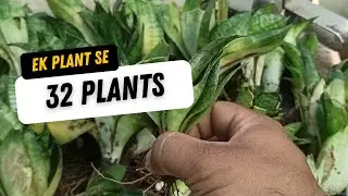 Repotting a Root-Bound Snake Plant: Complete Tutorial