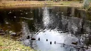 Жадные утки