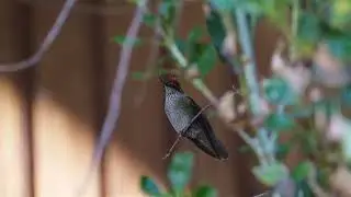Colibri