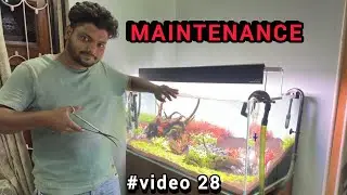 Planted Aquarium Maintenance | Trimming And Basic Maintenance Youtube AFSHA'S FISH WORLD #video28