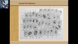 MITOSIS LECTURE