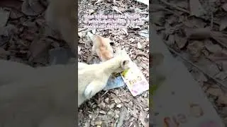 induk kucing dan anak semata wayangnya sedang mencari makan di pembuangan sampah 😪