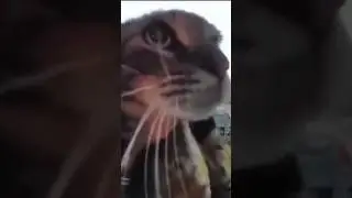 мяу, пранк, котэ, котик, кошка