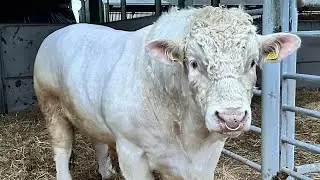 The New Bull Has Arrived!