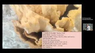 General aspects on growing the Turkey Tail mushroom