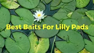 The Best Baits For Fishing Pad Fields