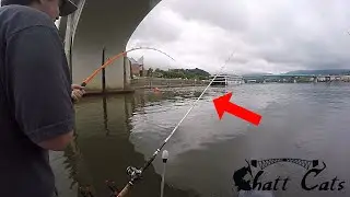 We Caught This HUGE CATFISH Under A Bridge