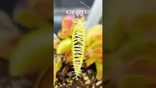 Beetle vs Flytrap