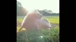 К солнцу