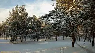 Зимний лес.