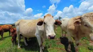 Vacas en realidad virtual | VR Experience #54