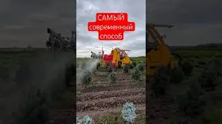 🌲Самая СОВРЕМЕННАЯ обработка хвойных 
