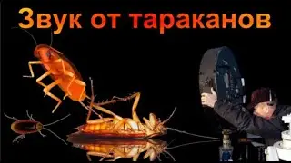 Звук против тараканов/Sound Against Cockroaches