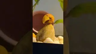 улитка спит