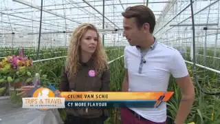 RTL4 Trips & Travel  - CyMoreFlavour Cymbidium with subtitles