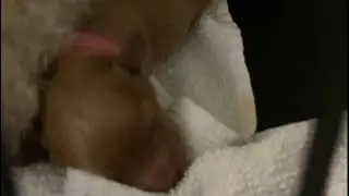 Newborn Puppies Cuddling #shorts  @quickrelaxation535