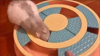 Rat puzzle 🐀 | Mice And Rat Enrichment