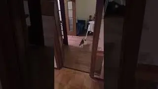 Тоня несёт палку