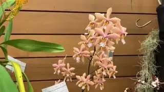 Vancouver orchid show March 2024