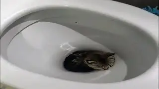 Weird smol creature