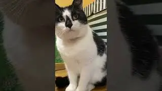 Эдит коту Малышу