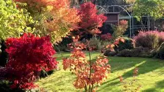 Colores de otoño