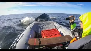Рыбалка Баренцево море.Киты у острова Кильдин. #кит#горбач#баренцево#море#кильдин#лодка#