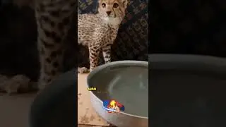 Они не знали КОГО СПАСАЮТ и Это было ИХ ОШИБКОЙ.. Почему? 😱🤯