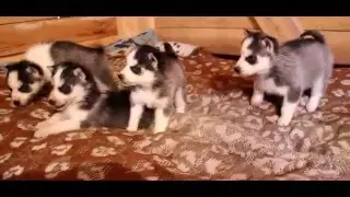 Щенки ХАСКИ. ВОЮТ - ПОЮТ - ИГРАЮТ - СМЕШНО РЫЧАТ =)