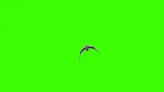 seagull on chroma key
