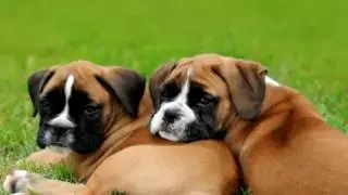 Boxer Parasite Prevention